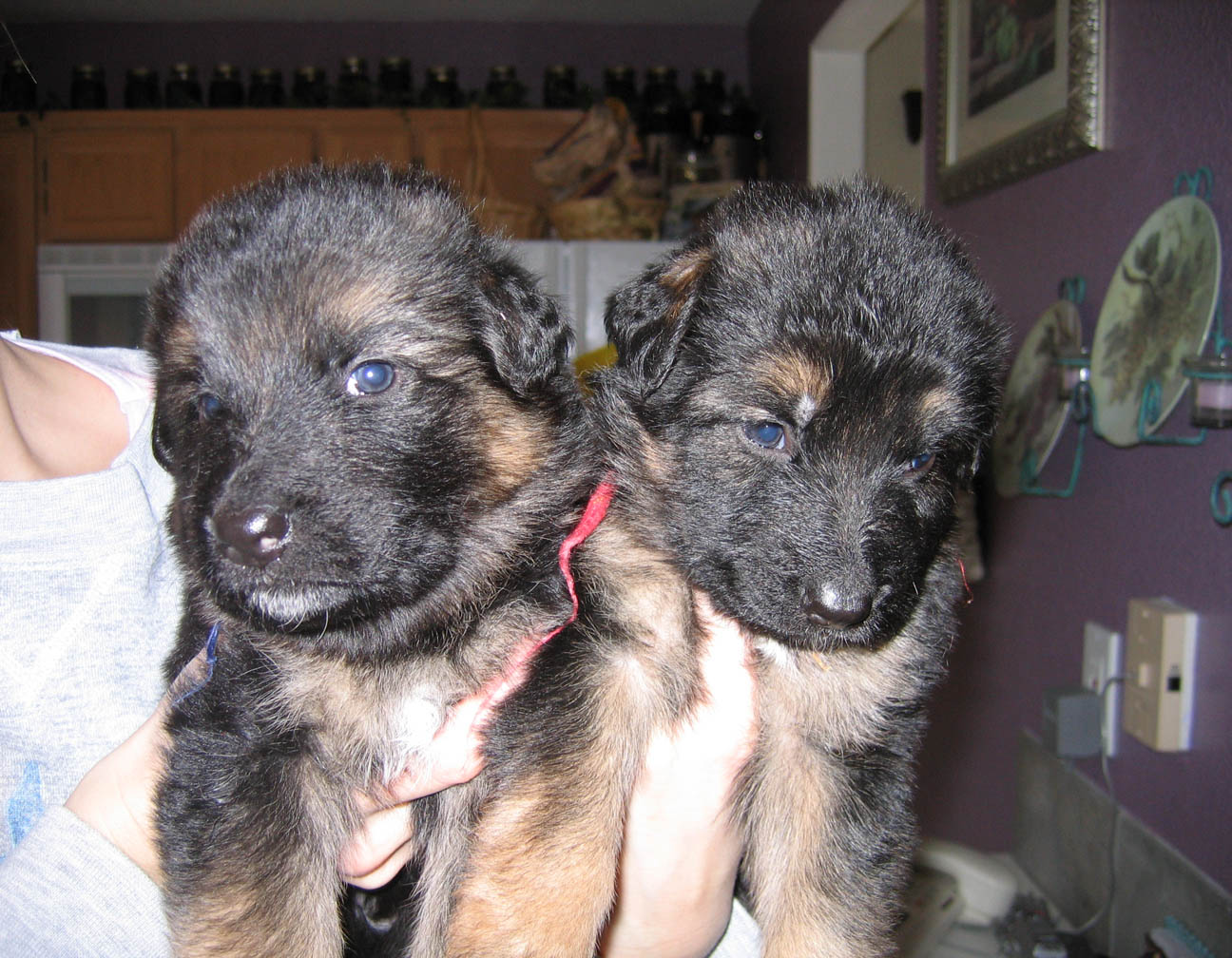 3 weeks Jessie and pups